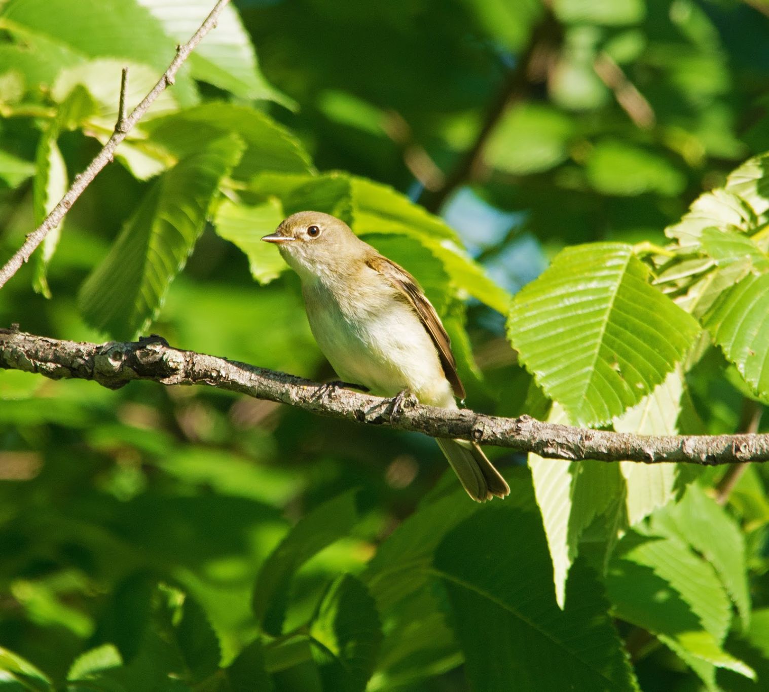 Flycatcher